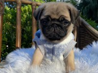 IRK GARANTİLİ PUG YAVRULARI