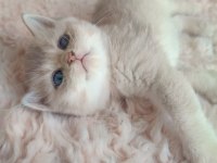 Golden british shorthair kızlar serisi
