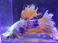 Renk renk betta