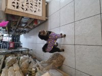 10 AYLIK DİŞİ KORE TOY POODLE