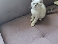 FULL SCR Lİ YAVRU KEDİLER