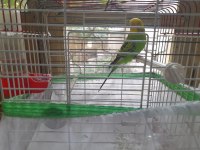 sağlıklı toplu Muhabbet kuşu