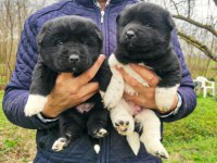AMERİKAN AKİTA YAVRULARIMIZ YENİ SAHİBİNİ ARIYOR