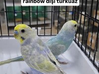 3 Aylık Takım Rainbow Muhabbet Kuşlar