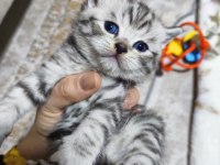 Safkan british shorthair yavrularımız yeni yuvasını arıyor