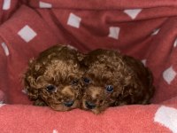 OYUNCAK BOY SAF KORE TOY POODLE BEBEKLERİMİZ