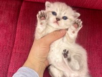 Minnoş Scottish Fold Bebeklerimiz