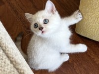 ERKEK VE DİŞİ Scottish straight shorthair MÜKEMMEL GEN!
