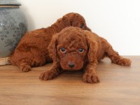 Red toy poodle yavrularımızı Rezerveye açtık.