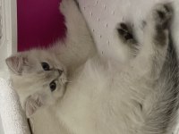 2 aylık yavru british shorthair