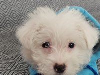 3 Aylık Terrier
