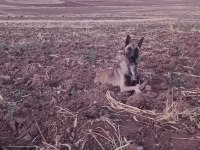 Eytimli Belçika kurdu malinois