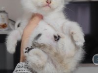 British shorthair silver point yavrumuz teslime hazırdır