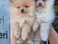Pomeranian boo yavrular