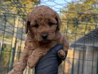 Red Brown Toy Poodle
