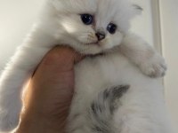 British shorthair ve longhair yavru kediler tamamen orjinal