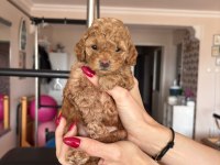 Maltipoo Bebeklerim