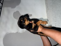 A Şecere Rottweiler