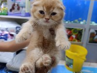 50 6 adet yavru scottish fold