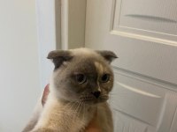 Scottish fold acil yeni yuvasını arıyor
