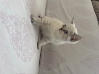 Yeni yuvalarına hazır british shorthair yavrular
