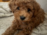 TOY POODLE YAVRULARIMIZ HAZIRDIR