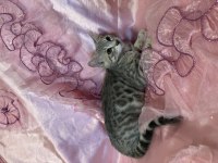 Silver Bengal Kedisi Yavrular