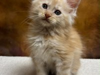 MCO erkek polydactyl wcf kayıtlı