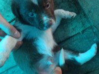 Border Collie Yavrulari
