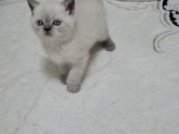 British Shorthair Yavrumuz