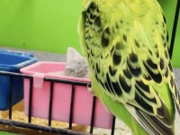 Show jumbo muhabbet kuşu