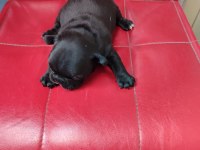 Fransız bulldog Erkekler