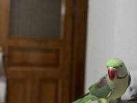 Daha yeni eşleşmiş takım alexander