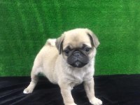 IRK VE SAĞLIK GARANTİLİ PUG KÖPEĞİMİZ