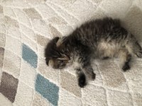 Yavru Scottish Fold