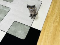 2,5 yaşında kısırlaştırılmamış british shorthair