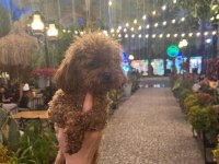 TÜY DÖKMEYEN SAĞLIK IRK KALİTE GARANTİLİ POODLE YAVRULARIMIZ