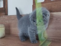 Orjinal ırkta, nadir bulunan bir cins scottish longhair