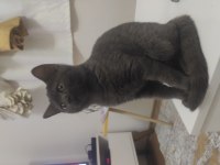 British shorthair kedisi 8-10 aylık