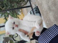 Scottish fold ve scottish straight erkek ve dişi