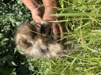 Sevimli ayı surat pomeranian boo