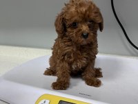 Kore Tea Cup Poodle Yavrular