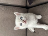British Shorthair Erkek Yavrumuz