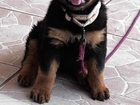 Üretim Çiftliğinden Rottweiler Yavrular