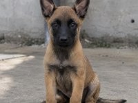 Belçika Kurdu Malinois Yavruları