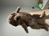 Toy Poodle Dişi Ve Erkek 2 Aylık