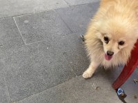 3 yaşında erkek spitz