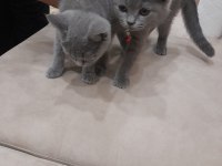 3 aylık erkek scottish fold oyuncu