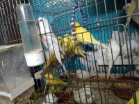 Her renkte türde muhabbet kuşu vardır
