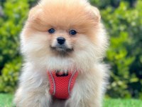 Sevimli Pomeranian Boo Yavrularımız